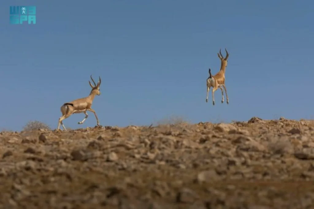 Imam Turki Reserve records 90 wildlife births as natural reproduction rises