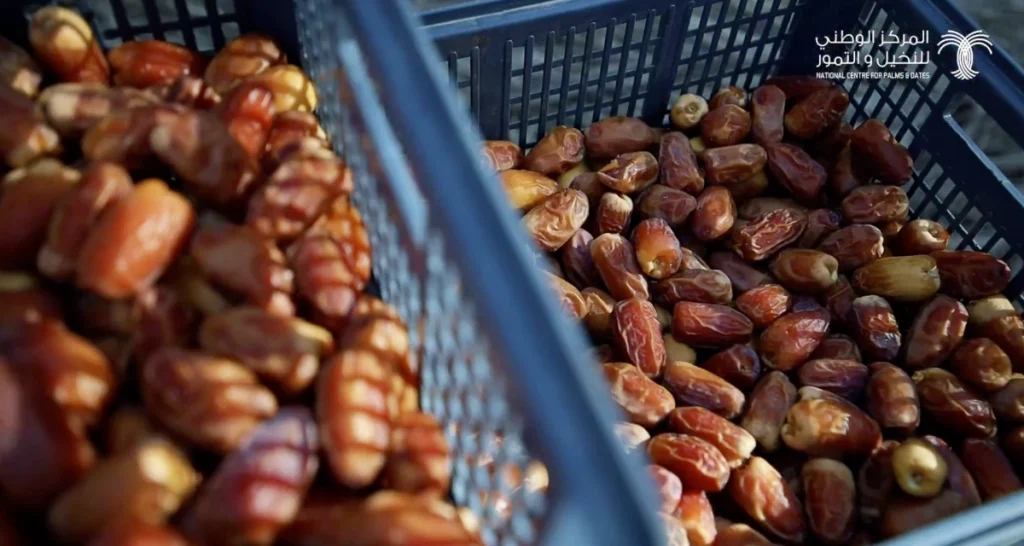 Saudi date exports surge across key markets with gains of up to 67%