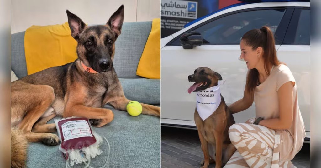 Rescue dog Pluto becomes 1st pet in UAE to win Mercedes-Benz in Shory campaign