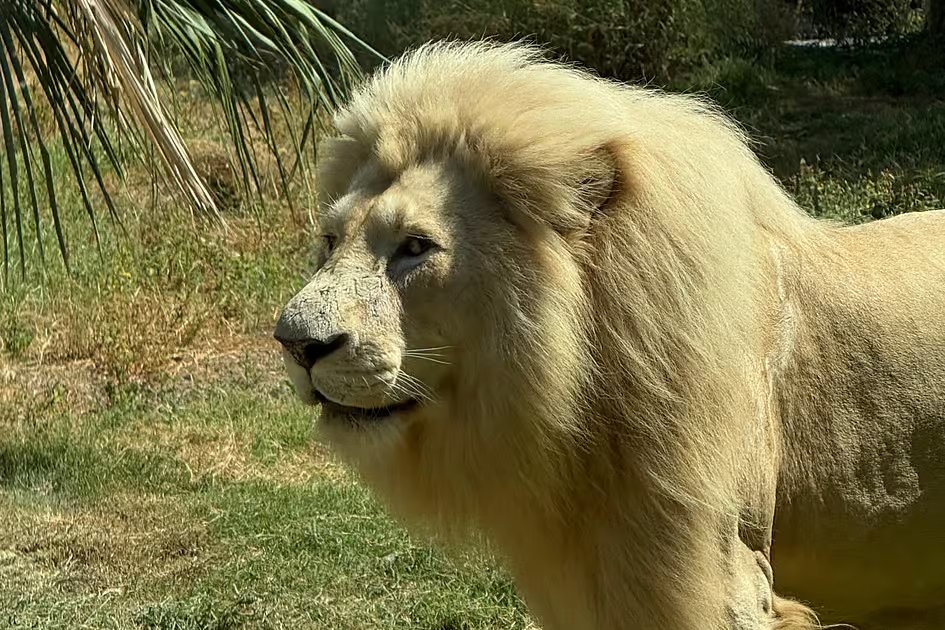 Breakfast with lions? Dubai Safari Park offers rare experience with wild cats