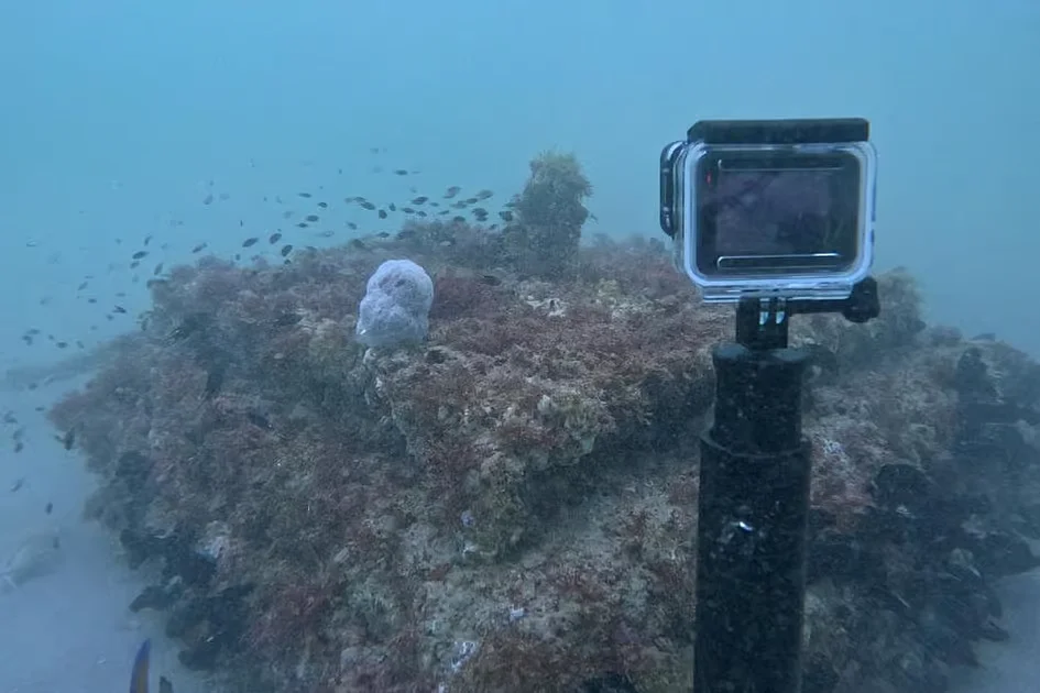 Marine scientist’s 25-year Ecoreef project in UAE shows new way to rebuild fish populations