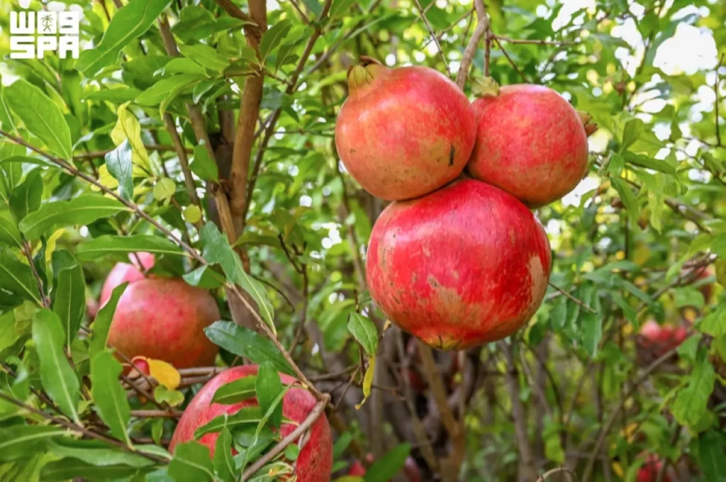Saudi Arabia’s 1.3 million pomegranate trees produce 39,700 tons in summer