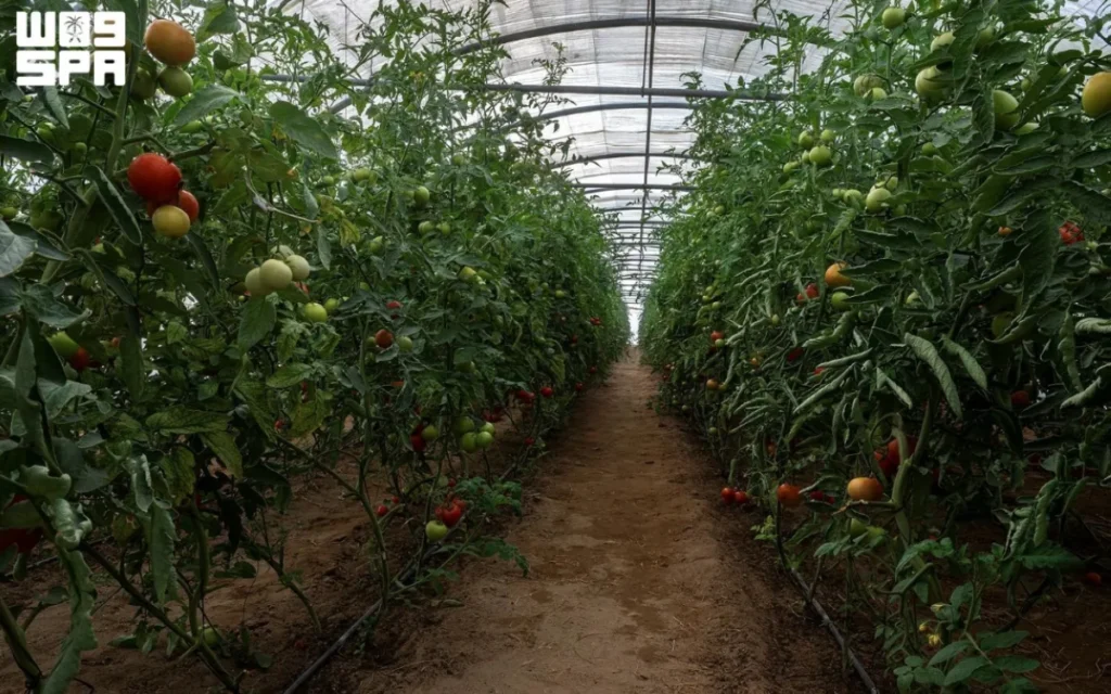 Najran’s 4,400 greenhouses produce more than 37,000 tons of crops