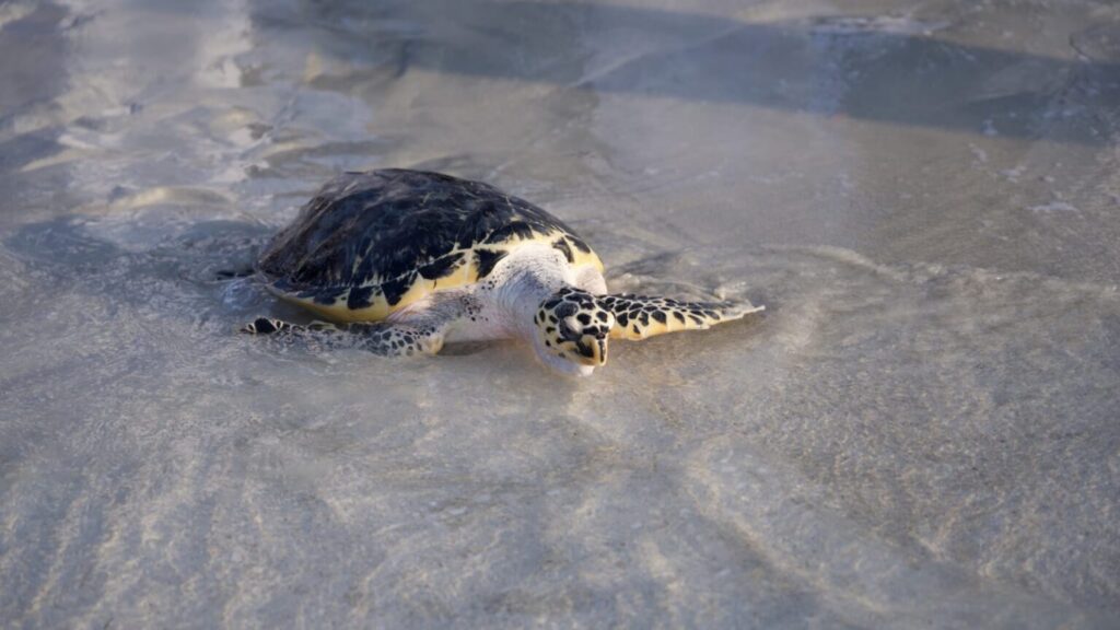 EAD launches Abu Dhabi Wildlife Response Network